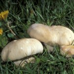 Grzyb św. Jerzego wyłania się wiosną. Czarci krąg i zapach ogórka