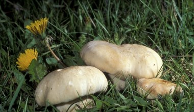 Grzyb św. Jerzego wyłania się wiosną. Czarci krąg i zapach ogórka