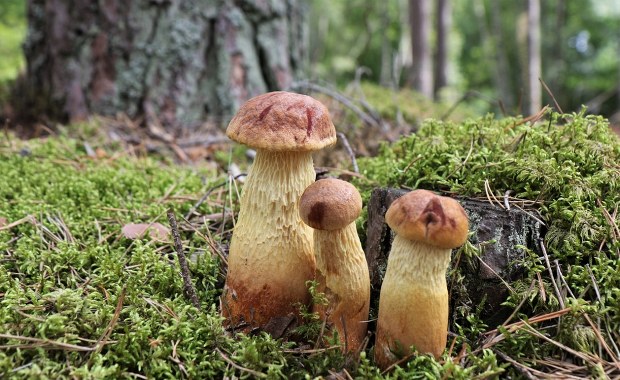 Grzyb z Ameryki podbija polskie lasy. Eksperci obawiają się jednego