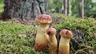 Grzyb z Ameryki podbija polskie lasy. Eksperci obawiają się jednego