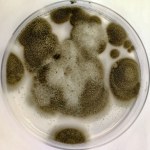 grzyb Grzyb z Czarnobyla zaskoczył naukowców. Budzi zainteresowanie agencji kosmicznych