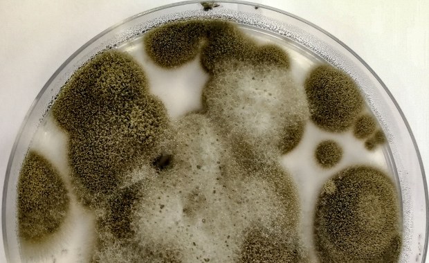 Grzyb z Czarnobyla zaskoczył naukowców. Budzi zainteresowanie agencji kosmicznych