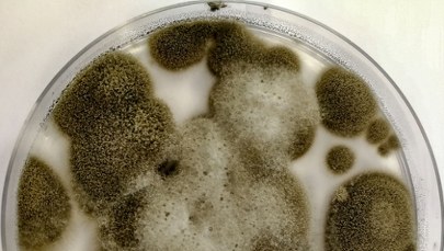 Grzyb z Czarnobyla zaskoczył naukowców. Budzi zainteresowanie agencji kosmicznych