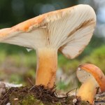 Grzyb z polskich lasów zachwyca smakiem. Sprawdź, czy znasz mleczaja smacznego