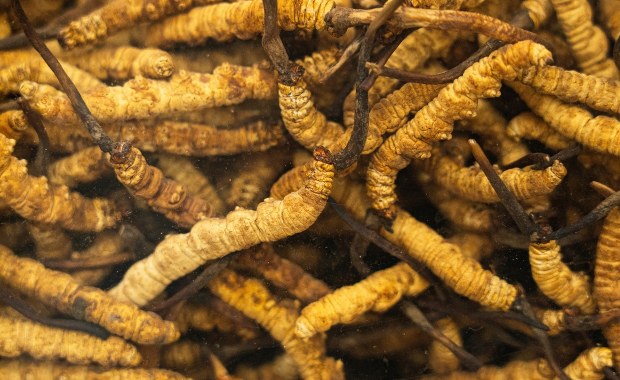 Grzyb-zombie znaleziony w Szkocji. Fani znanego serialu: Grozi nam apokalipsa