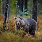 Grzybiarz kontra niedźwiedzica. Dramatyczne chwile w lesie