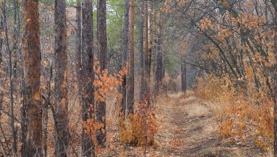 Grzybiarz uwięziony po pas w błocie. Stracił czucie w nogach