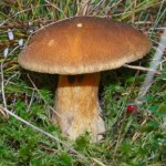 Grzybiarze często go omijają. Jest niedoceniany, a ma swoje zalety