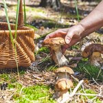 Grzybiarze nie chcą zdradzać tego miejsca. Grzybów jest tutaj prawdziwe zatrzęsienie 
