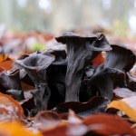 Grzybiarze niesłusznie go omijają. Kryje w sobie bogactwo witamin i antyokscydantów