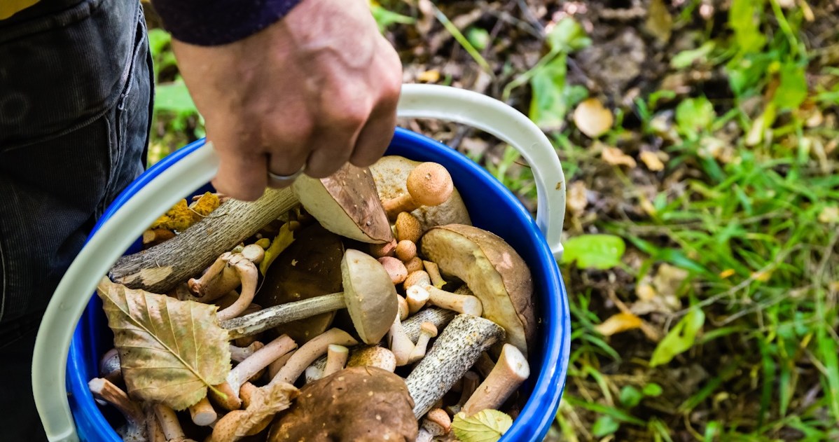 Grzybiarze potwierdzają wysyp grzybów w lasach. Jakie gatunki można znaleźć w czerwcu? /123RF/PICSEL