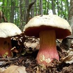 Grzybiarze przecierają oczy. Rzadki grzyb pojawił się po raz pierwszy