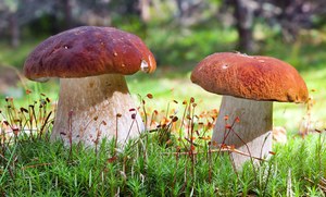 Grzybiarze ruszyli do lasów. Sprawdź, na jakie gatunki trzeba uważać