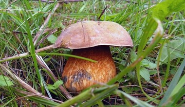 Grzybiarze rzadko je zbierają, bo myślą, że są trujące. Smakują obłędnie