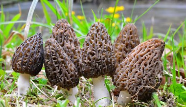 Grzybiarze, szykujcie koszyki. Te skarby zaraz pojawią się w Polsce