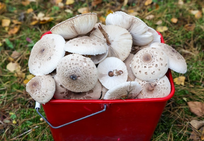 Grzybiarze uwielbiają ten sposób. Tak radzą sobie z nierozwiniętymi kaniami