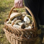 Grzybiarze ze Śląska wracają z pełnymi koszami. Tu grzybów jest najwięcej 