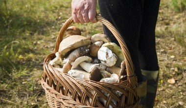 Grzybiarze ze Śląska wracają z pełnymi koszami. Tu grzybów jest najwięcej 