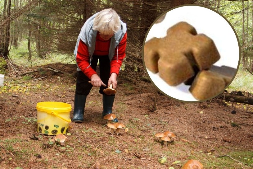 Grzybiarzu, uważaj w tym regionie Polski. W lesie możesz się natknąć na tajemnicze bryłki