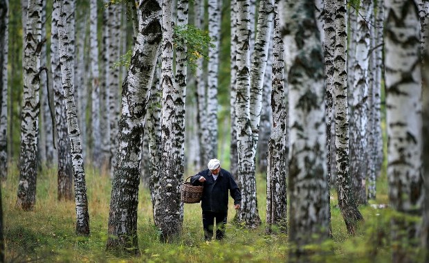 Grzybiarzu! Wystarczy chwila nieuwagi, żeby znaleźć się w Rosji 