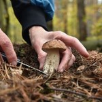 Grzybnia polskich grzybów mogła ucierpieć. Jest wyjaśnienie sytuacji w lasach