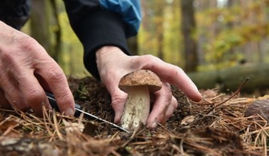 Grzybnia polskich grzybów mogła ucierpieć. Jest wyjaśnienie sytuacji w lasach