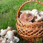 Grzybobranie 2025 – najlepsze akcesoria od wyprawy do przetworów