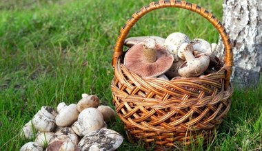 Grzybobranie 2025 – najlepsze akcesoria od wyprawy do przetworów