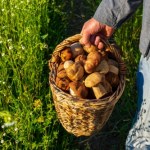grzyby jadalne Grzybobranie dobre dla zdrowia. Jak wpływa na nasz organizm i o jakich zasadach trzeba pamiętać?