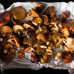 Grzybobranie: Jak odróżnić grzyby jadalne od trujących?