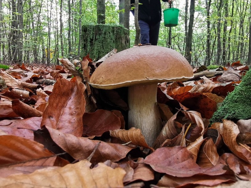 Grzybobranie pod koniec listopada? Spod śniegu wyłoniły się rydze, kanie oraz kurki