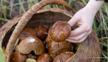 Grzybów jest tyle, że można się na nich potknąć. Grzybiarze z tego uzdrowiska zacierają ręce 