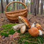 Grzybów w lasach jak na lekarstwo. Obrodziło za to innym leśnym skarbem