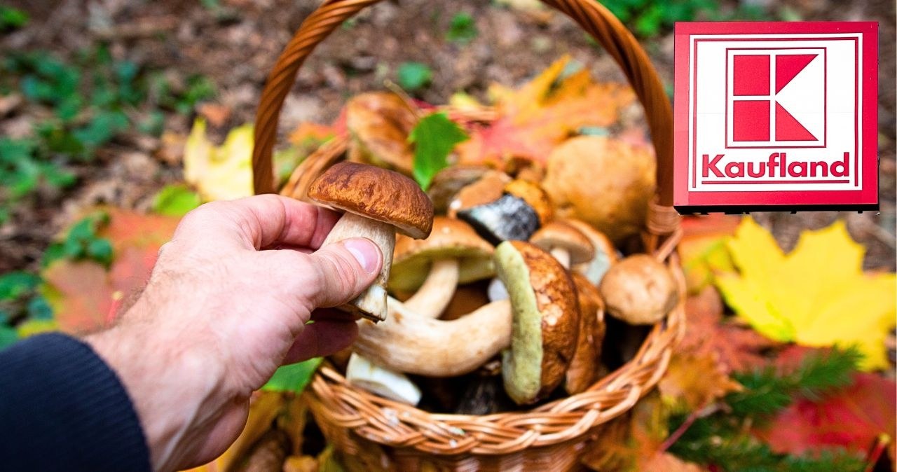 Grzybowe szaleństwo w Kauflandzie! /Kaufland /INTERIA.PL