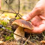 Grzybowy boom w polskich lasach. Pojawiły się podgrzybki i borowiki