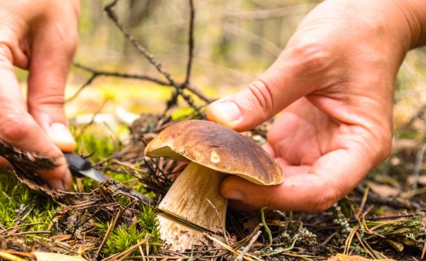 Grzybowy boom w polskich lasach. Pojawiły się podgrzybki i borowiki