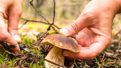 Grzybowy boom w polskich lasach. Pojawiły się podgrzybki i borowiki