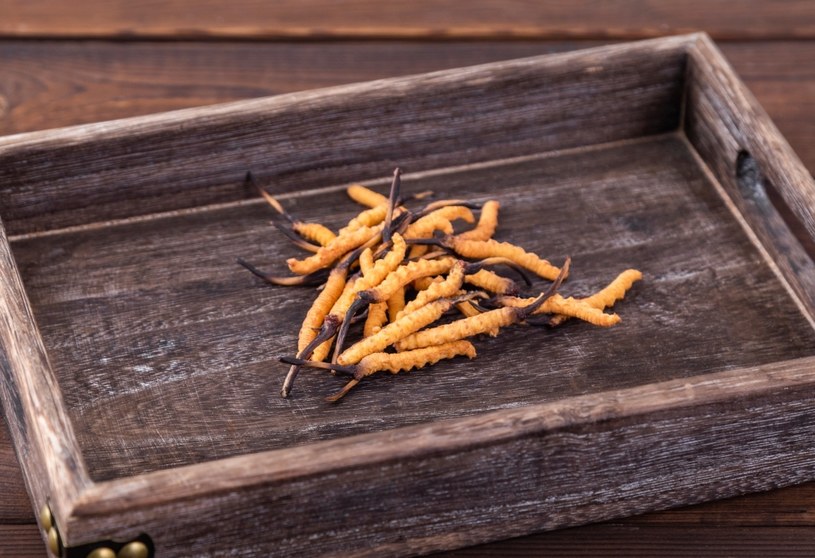 Grzyby Cordyceps sinensis są popularne w medycynie chińskiej. Wpierają m.in. pracę nerek, odporność i zdrowie seksualne /123RF/PICSEL