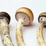 Grzyby halucynogenne mogą być skutecznym sposobem leczenia uzależnień