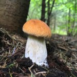 mech Grzyby i drzewa w lesie. Podpowiadamy, które gatunki rosną często obok siebie?