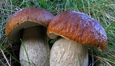 Grzyby - konkurs dzień 10 i 11