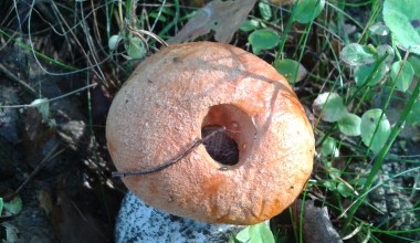 Grzyby - konkurs. Dzień czwarty