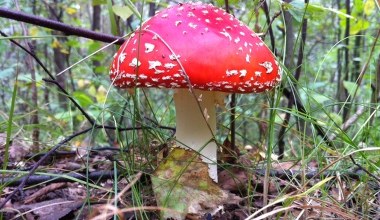 Grzyby - konkurs. Dzień trzeci