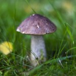 koźlarz babka Grzyby koźlarze to najcenniejszy skarb lasu. Pewniaki na grzybobraniu