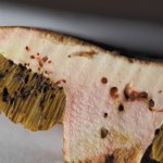 Grzyby, które zebrałeś są robaczywe? Sprawdź, co radzi ekspert