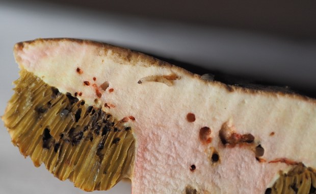 Grzyby, które zebrałeś są robaczywe? Sprawdź, co radzi ekspert