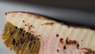 Grzyby, które zebrałeś są robaczywe? Sprawdź, co radzi ekspert