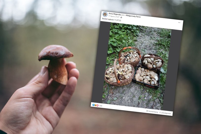 Grzyby: Małopolskie. W tym rejonie trwa grzybowy festiwal (fot. screenshot/Facebook/grupa "Grzyby Małopolska") /123RF/PICSEL