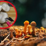 Grzyby mówią do nas poprzez sztukę? Niezwykła wystawa "żywych labiryntów"