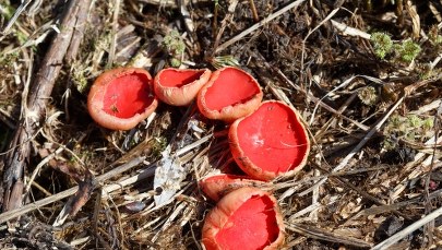 Grzyby o smaku rzodkiewki. Można je zbierać wiosną w lasach Lubelszczyzny